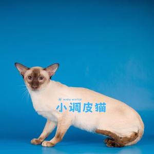 小调皮猫