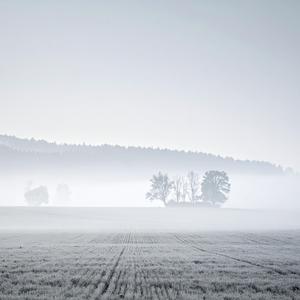 The Fog's Embrace