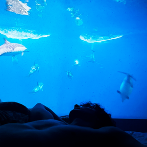 dolphin