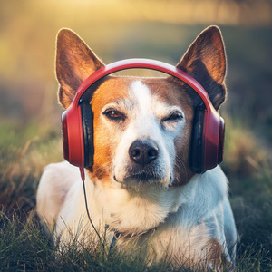 Puppy's Night Tune