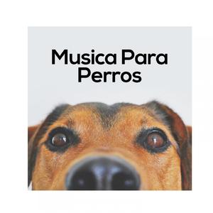 Perros Dormidos