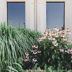 读奇妙的轻音乐