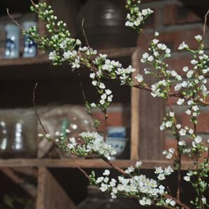 定风波.翠枝又点各色花