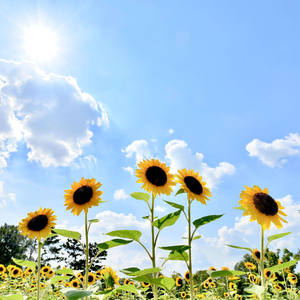 星河之梦（钢琴曲）