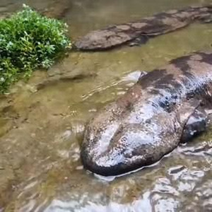 I Give Everything (slowed)