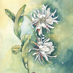 夜昙（Cover 冥月）