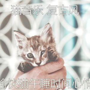 柔和的小猫时刻