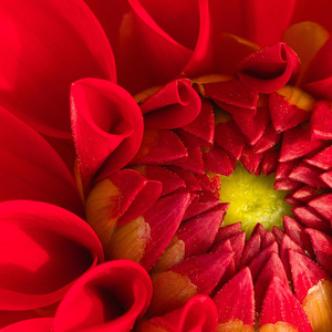 Калинова кров