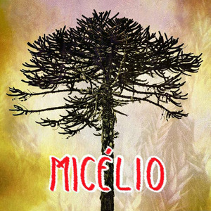 Micélio