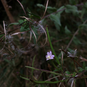 Just a ship on your sea