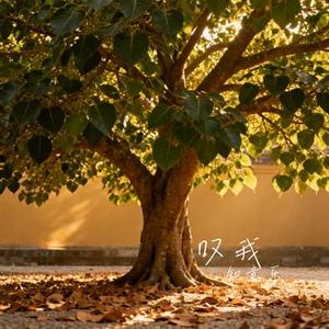 叹我 (Cover 阿麦姑娘)