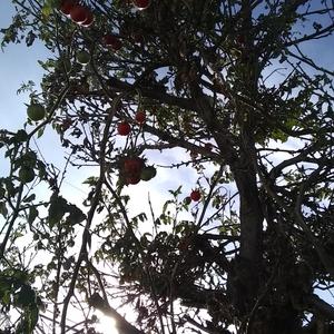 Magoria [Rough Cut] (Demo) (Demo)