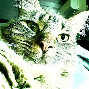 Nova IV (Charli) (feat. MOBBMIND)