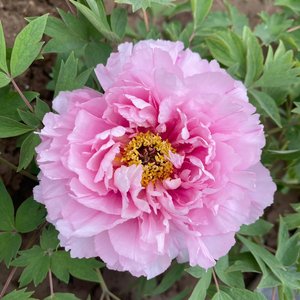 幸福是晚归的灯