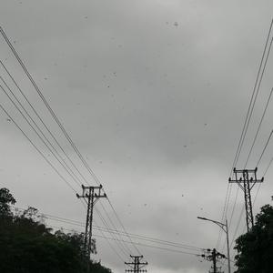 灯火飞舞的生命