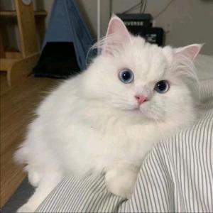 张雨欣 - 白山茶（翻自 陈雪凝）