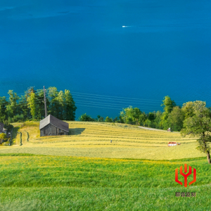 橄榄树（舒缓解压轻音乐）