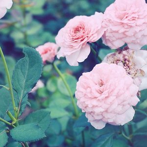 前门情思大碗茶