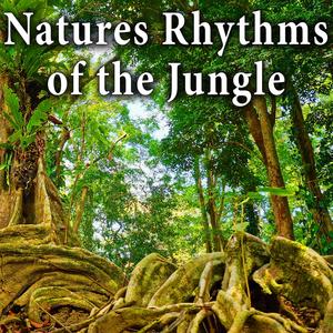 Active Jungle Background for Deep Meditation and Restful Sleep