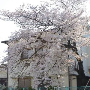 “sakura luv” 90s rnb × pluggnb type beat