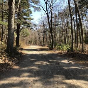 An Orchestral Hunt Through the Forest