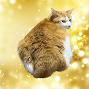 意外と知らない猫の臭いところ3選