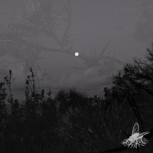 Black Days