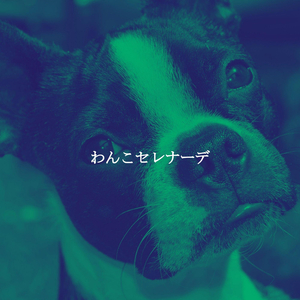 Wondrous Calming Concentrating