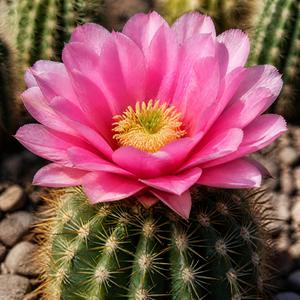 Cactus Bloom