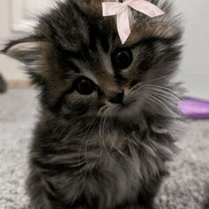 Right/Wrong (slowed)