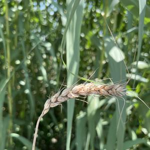 成都（cover赵雷）