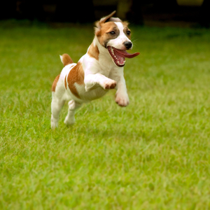 Flame's Binaural Bark