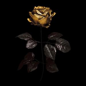 Golden Rose
