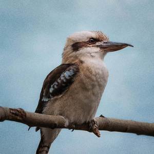 kookaburra