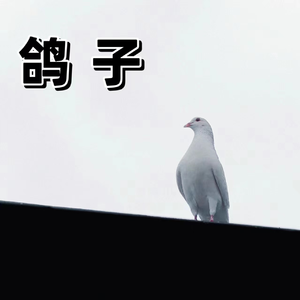 鸽子