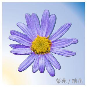 紫苑