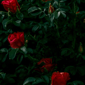 When I Look at Your Eyes