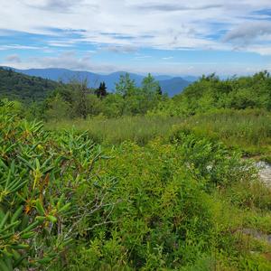 Sweet Asheville dreams