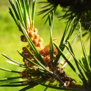 Ich werde wiederkehren zu diesem Ort