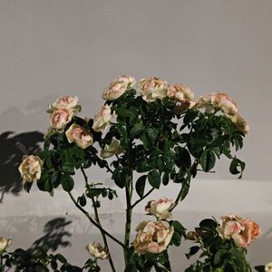 潮痕与月光