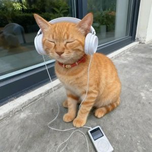 特别关心 (氛围感)