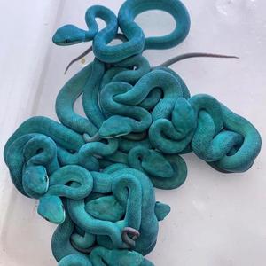 ''Slatt''//斯莱特