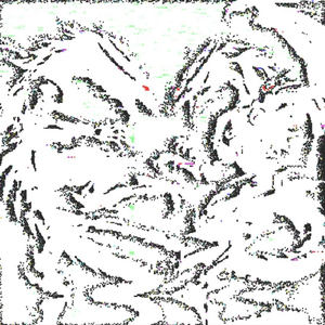 cerinthe