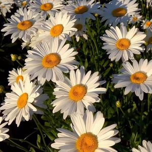 你的情绪如六月天气