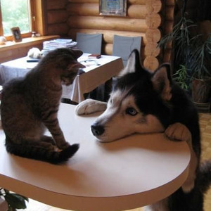 Tell Em x No Idea Mashup