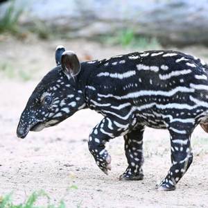Tapir