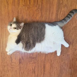 打坐歌cover楠棠郡主