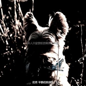 精彩放松的狗环境