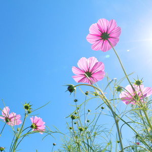 sunny air