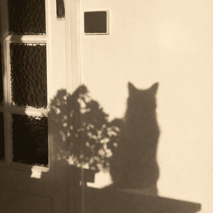 Cat's Dance